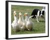 Shep, a Two-Year Old Border Collie, Herds Ducks-null-Framed Photographic Print