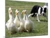 Shep, a Two-Year Old Border Collie, Herds Ducks-null-Mounted Photographic Print