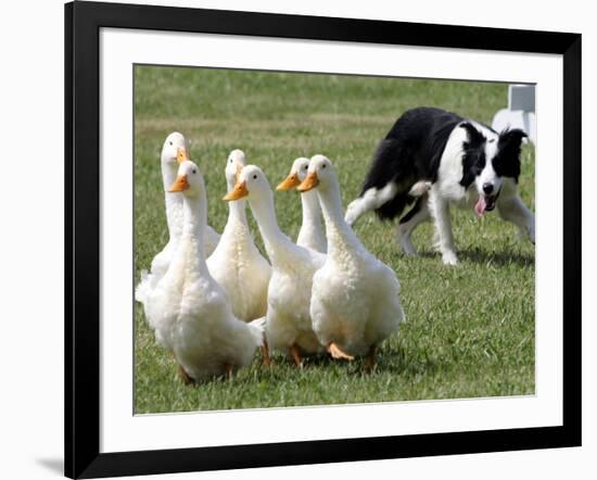 Shep, a Two-Year Old Border Collie, Herds Ducks-null-Framed Photographic Print