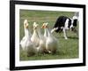 Shep, a Two-Year Old Border Collie, Herds Ducks-null-Framed Photographic Print