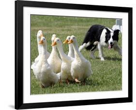 Shep, a Two-Year Old Border Collie, Herds Ducks-null-Framed Photographic Print