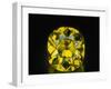 Shepard Diamond-null-Framed Photographic Print