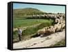 Shepherd and His Flock, Near Itero De La Vega, Palencia, Castilla Y Leon, Spain, Europe-Ken Gillham-Framed Stretched Canvas