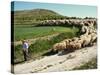Shepherd and His Flock, Near Itero De La Vega, Palencia, Castilla Y Leon, Spain, Europe-Ken Gillham-Stretched Canvas