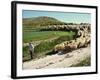 Shepherd and His Flock, Near Itero De La Vega, Palencia, Castilla Y Leon, Spain, Europe-Ken Gillham-Framed Photographic Print