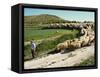 Shepherd and His Flock, Near Itero De La Vega, Palencia, Castilla Y Leon, Spain, Europe-Ken Gillham-Framed Stretched Canvas