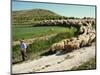 Shepherd and His Flock, Near Itero De La Vega, Palencia, Castilla Y Leon, Spain, Europe-Ken Gillham-Mounted Photographic Print