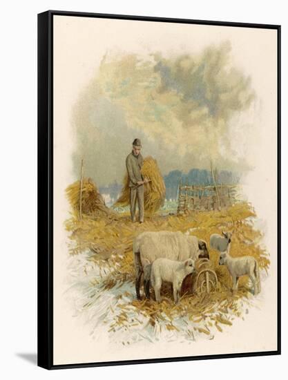 Shepherd Brings a Bale of Hay to His Flock in Winter- Time-Phillips Brooks-Framed Stretched Canvas