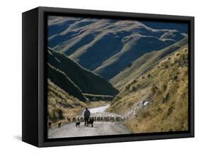 Shepherd Herding Flock of Sheep Through Mountain Pass, Glenorchy, South Island, New Zealand-D H Webster-Framed Stretched Canvas