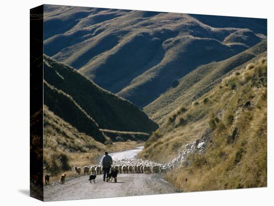 Shepherd Herding Flock of Sheep Through Mountain Pass, Glenorchy, South Island, New Zealand-D H Webster-Stretched Canvas