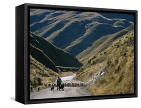 Shepherd Herding Flock of Sheep Through Mountain Pass, Glenorchy, South Island, New Zealand-D H Webster-Framed Stretched Canvas