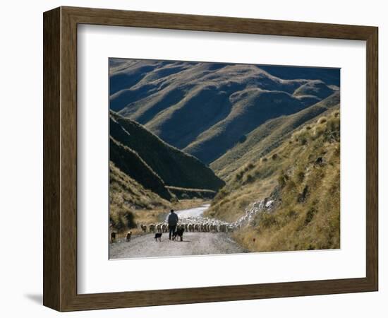 Shepherd Herding Flock of Sheep Through Mountain Pass, Glenorchy, South Island, New Zealand-D H Webster-Framed Photographic Print