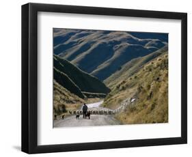 Shepherd Herding Flock of Sheep Through Mountain Pass, Glenorchy, South Island, New Zealand-D H Webster-Framed Photographic Print