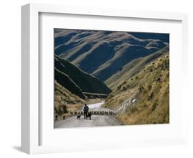 Shepherd Herding Flock of Sheep Through Mountain Pass, Glenorchy, South Island, New Zealand-D H Webster-Framed Photographic Print