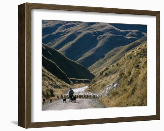 Shepherd Herding Flock of Sheep Through Mountain Pass, Glenorchy, South Island, New Zealand-D H Webster-Framed Photographic Print