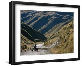 Shepherd Herding Flock of Sheep Through Mountain Pass, Glenorchy, South Island, New Zealand-D H Webster-Framed Photographic Print