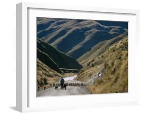 Shepherd Herding Flock of Sheep Through Mountain Pass, Glenorchy, South Island, New Zealand-D H Webster-Framed Photographic Print