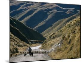 Shepherd Herding Flock of Sheep Through Mountain Pass, Glenorchy, South Island, New Zealand-D H Webster-Mounted Photographic Print