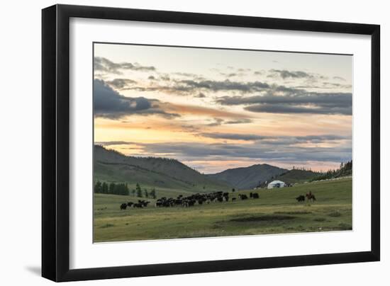 Shepherd on horse rounding up yaks at sunset, Burentogtokh district, Hovsgol province, Mongolia, Ce-Francesco Vaninetti-Framed Photographic Print