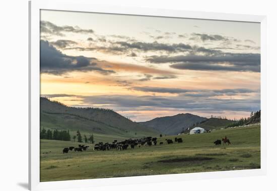 Shepherd on horse rounding up yaks at sunset, Burentogtokh district, Hovsgol province, Mongolia, Ce-Francesco Vaninetti-Framed Photographic Print