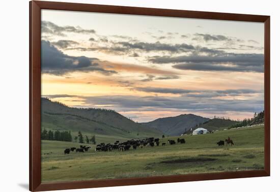 Shepherd on horse rounding up yaks at sunset, Burentogtokh district, Hovsgol province, Mongolia, Ce-Francesco Vaninetti-Framed Photographic Print