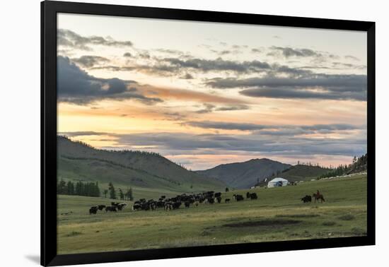 Shepherd on horse rounding up yaks at sunset, Burentogtokh district, Hovsgol province, Mongolia, Ce-Francesco Vaninetti-Framed Photographic Print