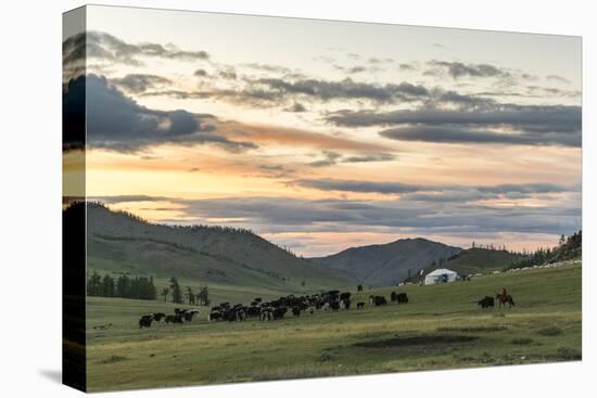 Shepherd on horse rounding up yaks at sunset, Burentogtokh district, Hovsgol province, Mongolia, Ce-Francesco Vaninetti-Stretched Canvas