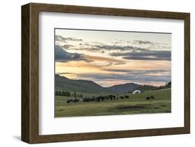 Shepherd on horse rounding up yaks at sunset, Burentogtokh district, Hovsgol province, Mongolia, Ce-Francesco Vaninetti-Framed Photographic Print