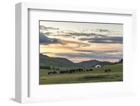 Shepherd on horse rounding up yaks at sunset, Burentogtokh district, Hovsgol province, Mongolia, Ce-Francesco Vaninetti-Framed Photographic Print