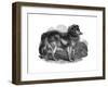 Shepherd's Dog, 1848-null-Framed Giclee Print