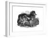 Shepherd's Dog, 1848-null-Framed Giclee Print