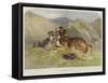 Shepherd's Dogs-F. Tayler-Framed Stretched Canvas