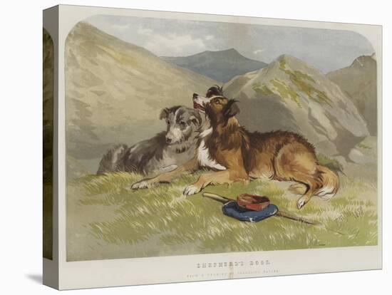 Shepherd's Dogs-F. Tayler-Stretched Canvas