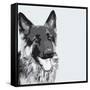 Shepherd-Emily Burrowes-Framed Stretched Canvas