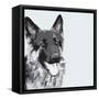 Shepherd-Emily Burrowes-Framed Stretched Canvas