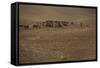 Shepherds and their flocks walk long distances in barren hills, Afghanistan-Alex Treadway-Framed Stretched Canvas