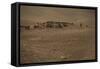 Shepherds and their flocks walk long distances in barren hills, Afghanistan-Alex Treadway-Framed Stretched Canvas