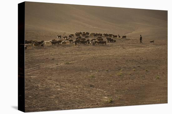 Shepherds and their flocks walk long distances in barren hills, Afghanistan-Alex Treadway-Stretched Canvas