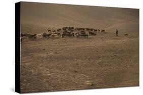 Shepherds and their flocks walk long distances in barren hills, Afghanistan-Alex Treadway-Stretched Canvas