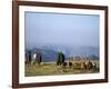 Shepherds at Geech Camp, Simien Mountains National Park, Unesco World Heritage Site, Ethiopia-David Poole-Framed Photographic Print