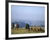 Shepherds at Geech Camp, Simien Mountains National Park, Unesco World Heritage Site, Ethiopia-David Poole-Framed Photographic Print