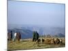 Shepherds at Geech Camp, Simien Mountains National Park, Unesco World Heritage Site, Ethiopia-David Poole-Mounted Photographic Print