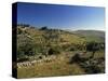 Shepherds Fields, Bethlehem, Israel-Jon Arnold-Stretched Canvas