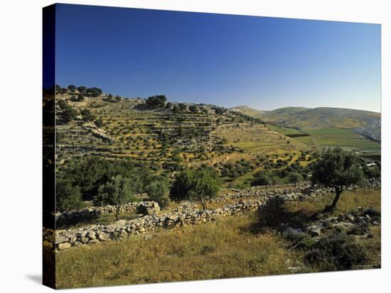 Shepherds Fields, Bethlehem, Israel-Jon Arnold-Stretched Canvas