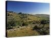 Shepherds Fields, Bethlehem, Israel-Jon Arnold-Stretched Canvas