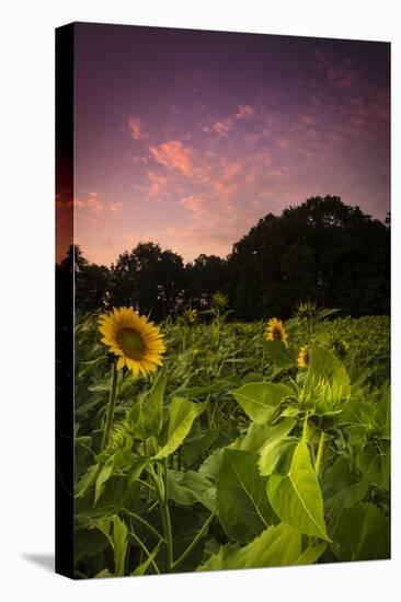 Sherbet Sunflowers-Eye Of The Mind Photography-Stretched Canvas