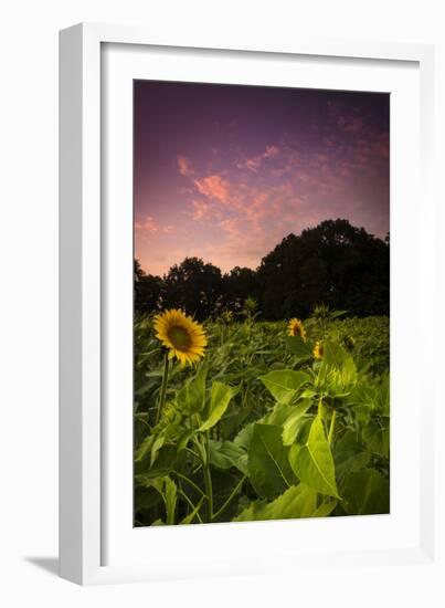 Sherbet Sunflowers-Eye Of The Mind Photography-Framed Photographic Print