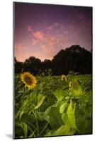 Sherbet Sunflowers-Eye Of The Mind Photography-Mounted Photographic Print