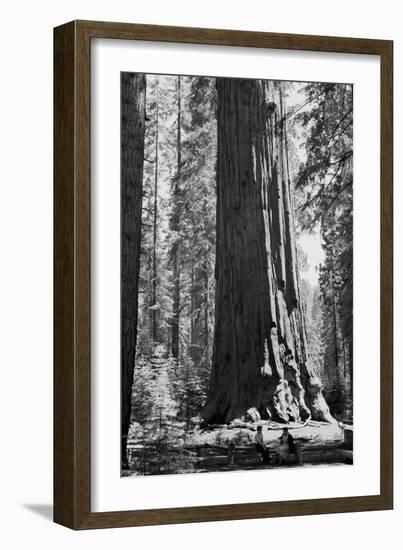 Sherman Tree-null-Framed Art Print