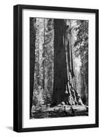 Sherman Tree-null-Framed Art Print